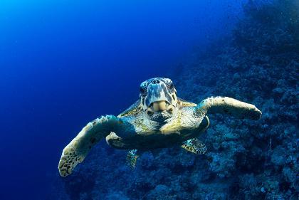 rotes_meer_schildkroete