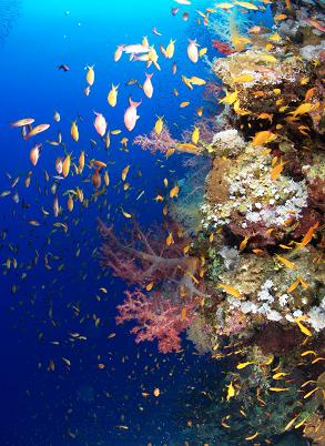 rotes_meer_unterwasserleben